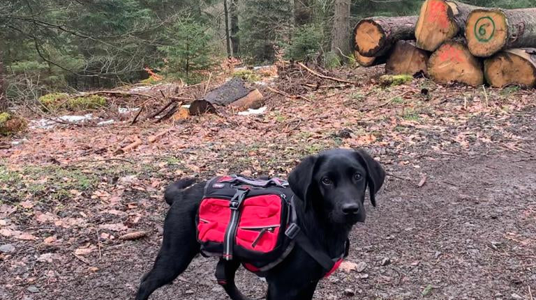 Luna the Labrador wearing the iEnergy MAL Dog Backpack
