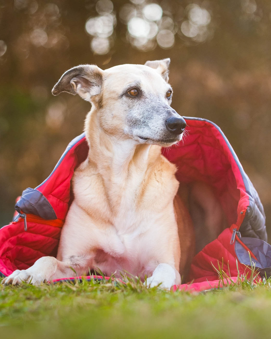For Dogs - Creative Pet Alliance (UK) Ltd.