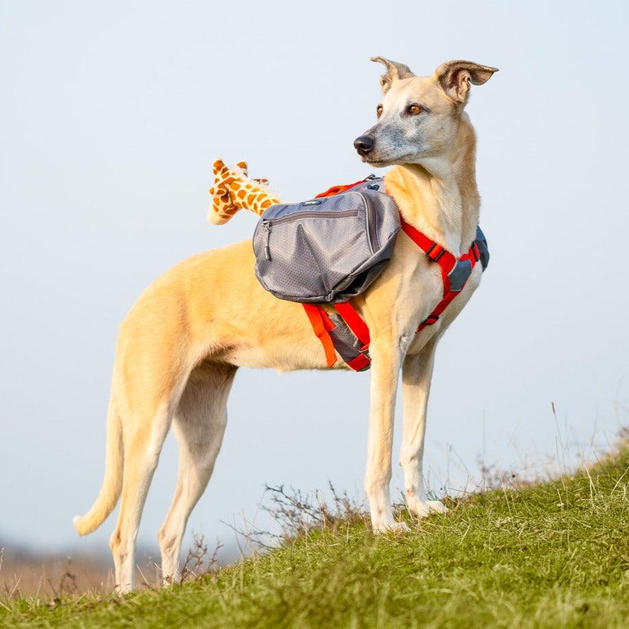 iEnergy MAE Dog Backpack: 2-in-1 Harness and Removable Pack - Creative Pet Alliance (UK) Ltd.