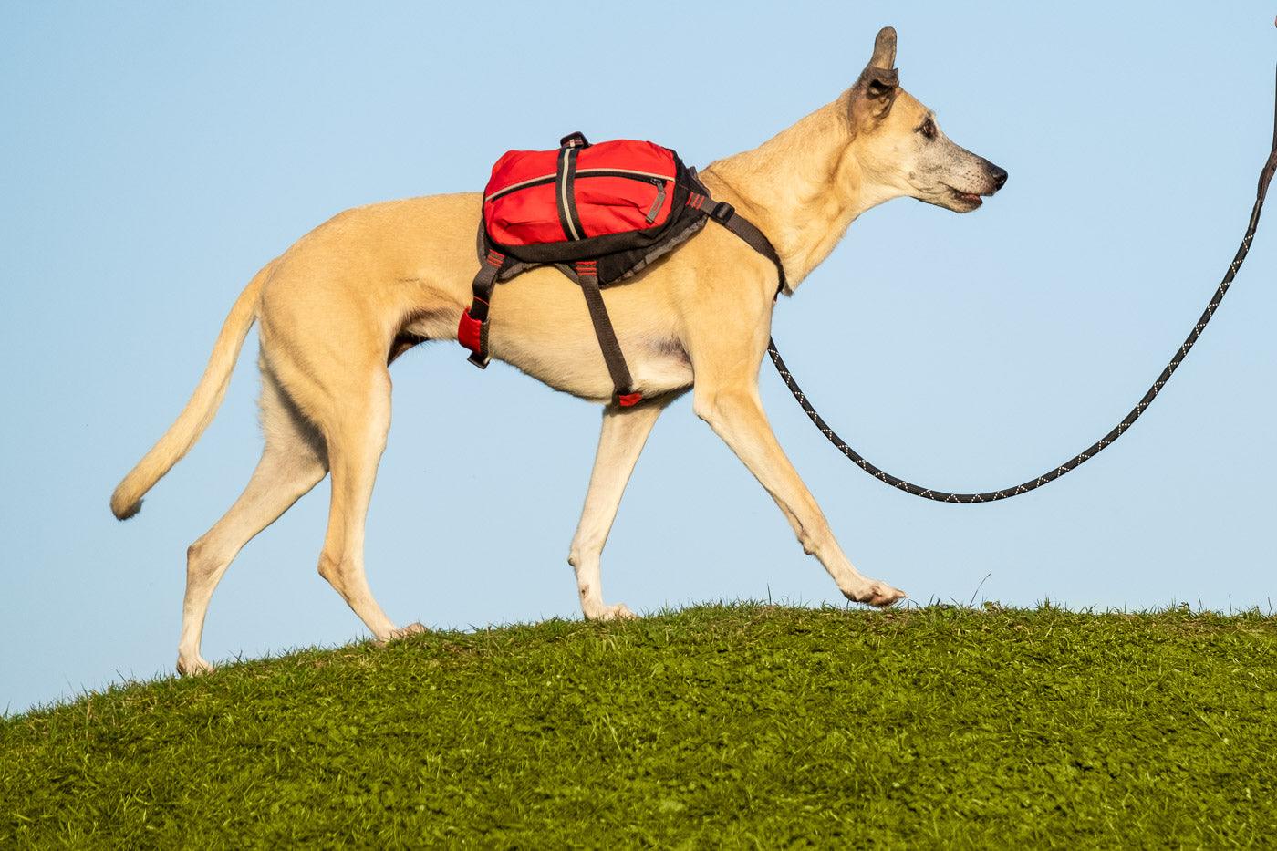 iEnergy MAL Dog Backpack - Creative Pet Alliance (UK) Ltd.