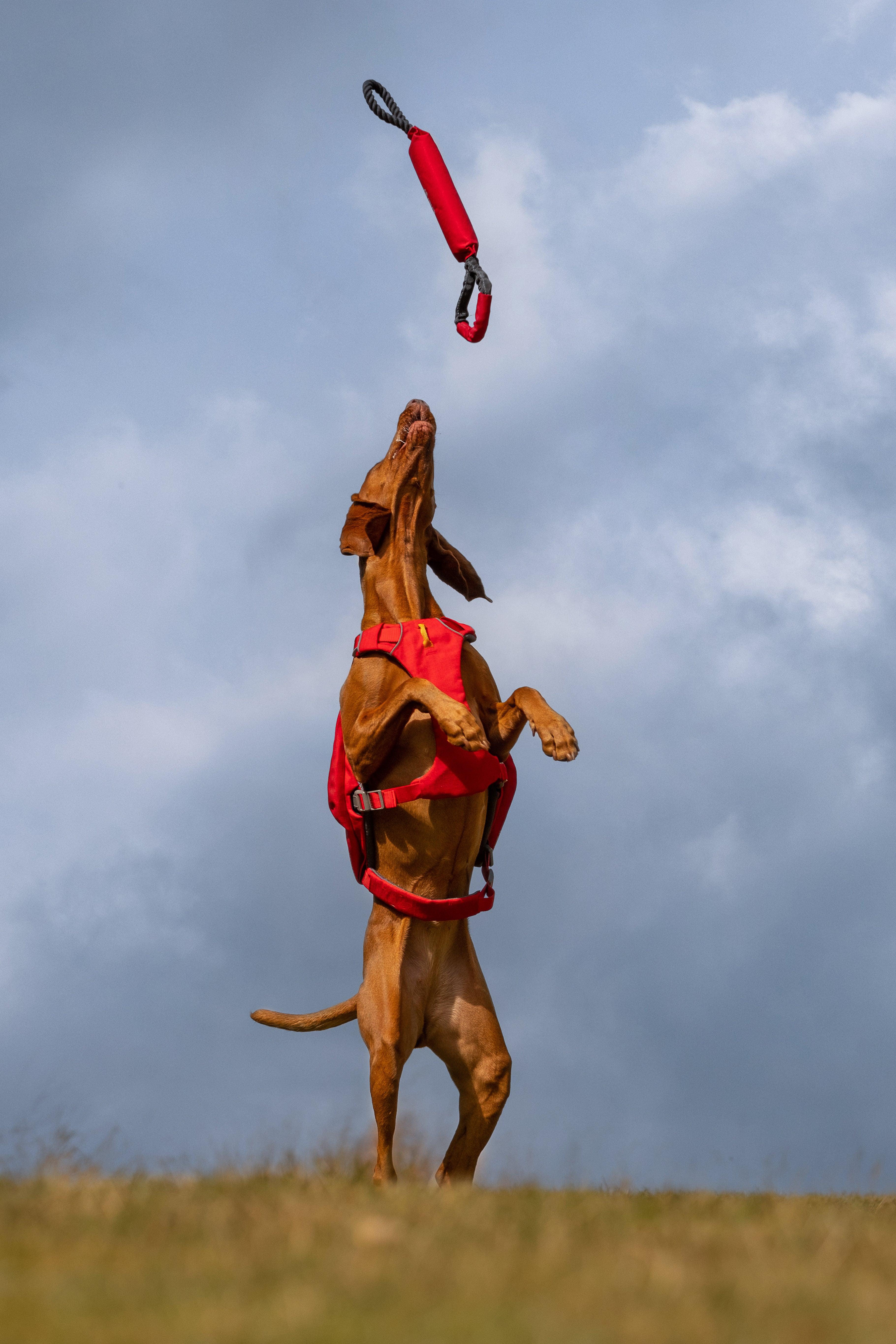 iEnergy SOL Floating Tug Toy - Creative Pet Alliance (UK) Ltd.