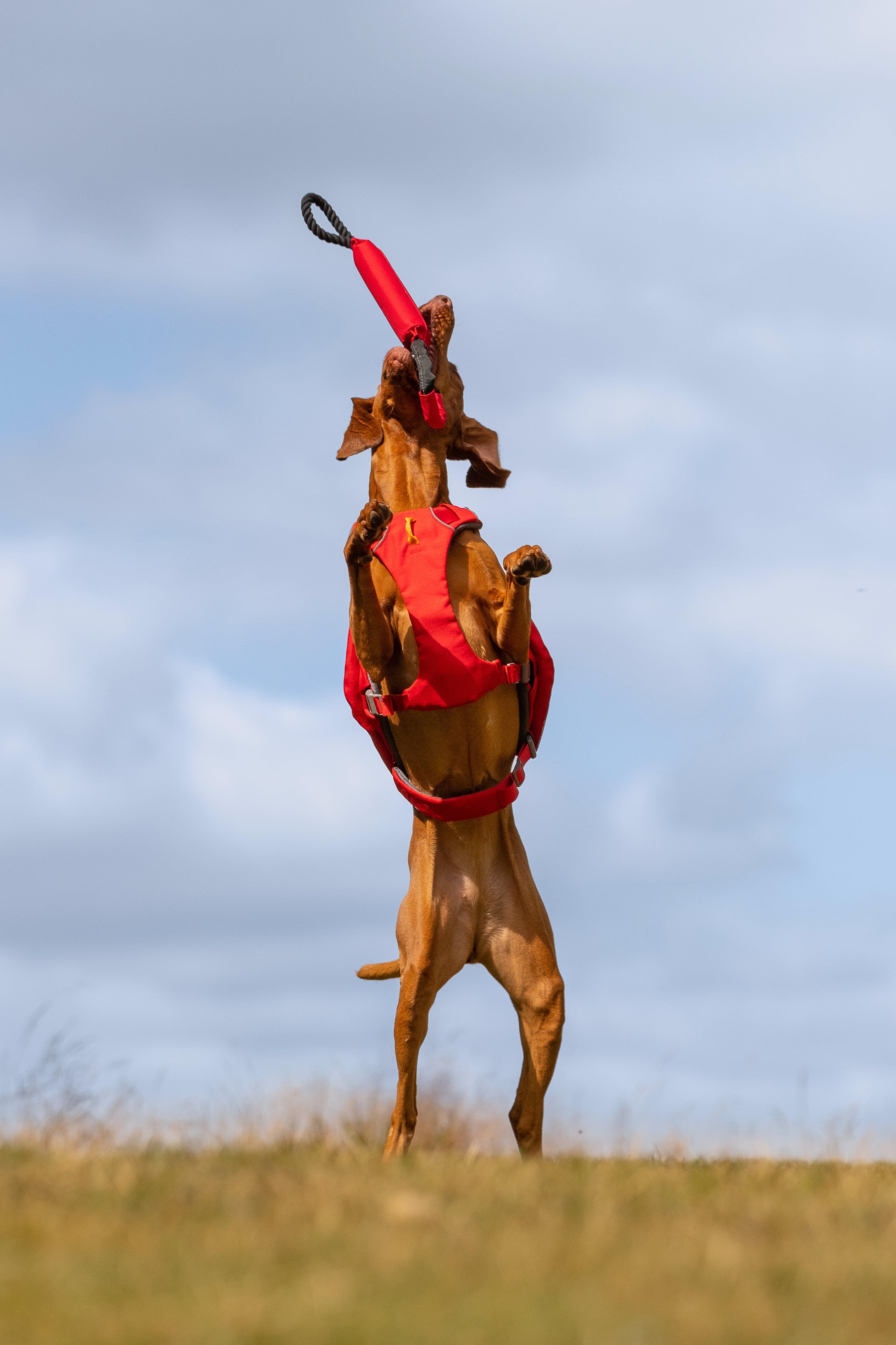 iEnergy™ MIC Dog Harness - Creative Pet Alliance (UK) Ltd.