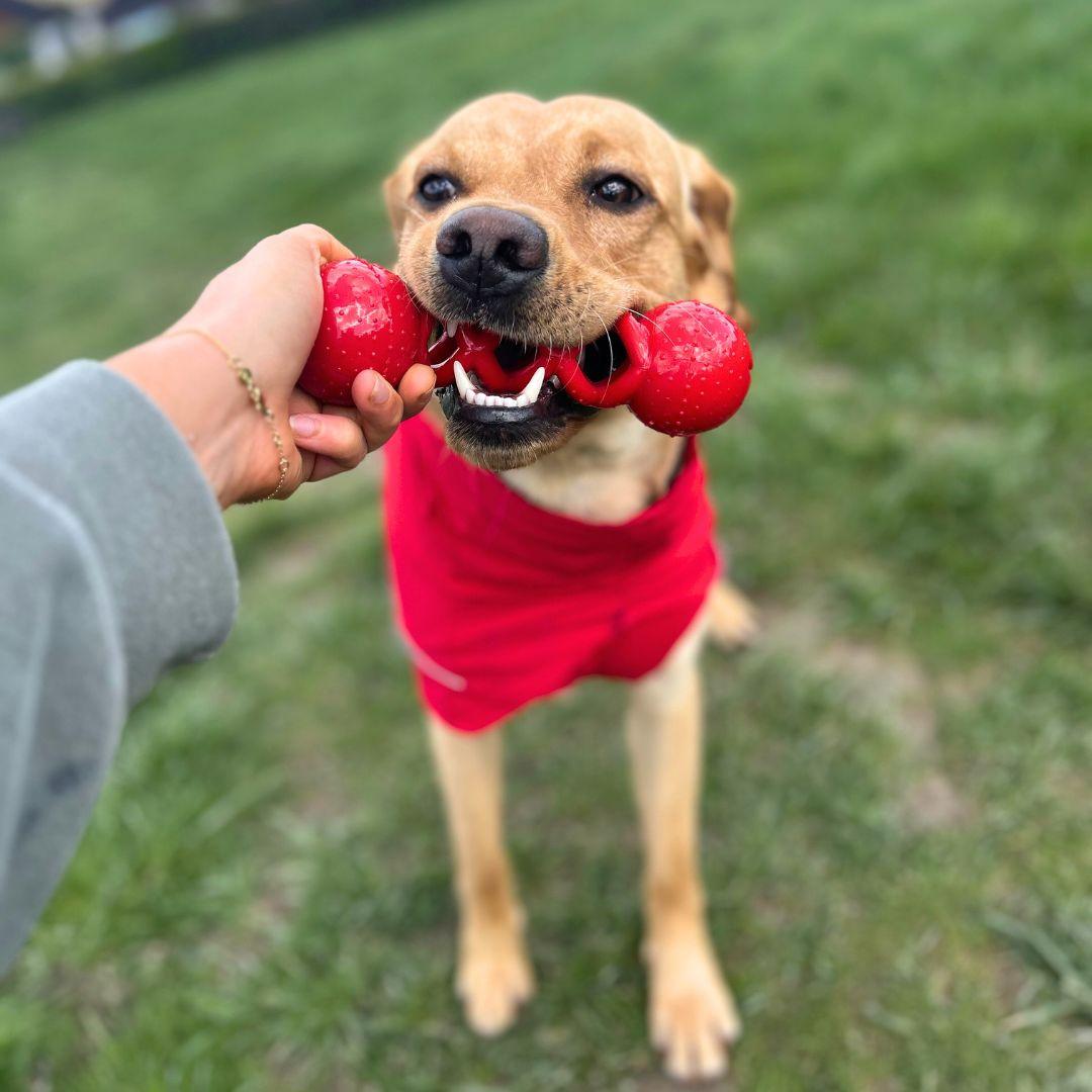 iEnergy DAV Dental Chew Toy - Creative Pet Alliance (UK) Ltd.