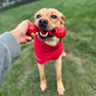 iEnergy DAV Dental Chew Toy - Creative Pet Alliance (UK) Ltd.