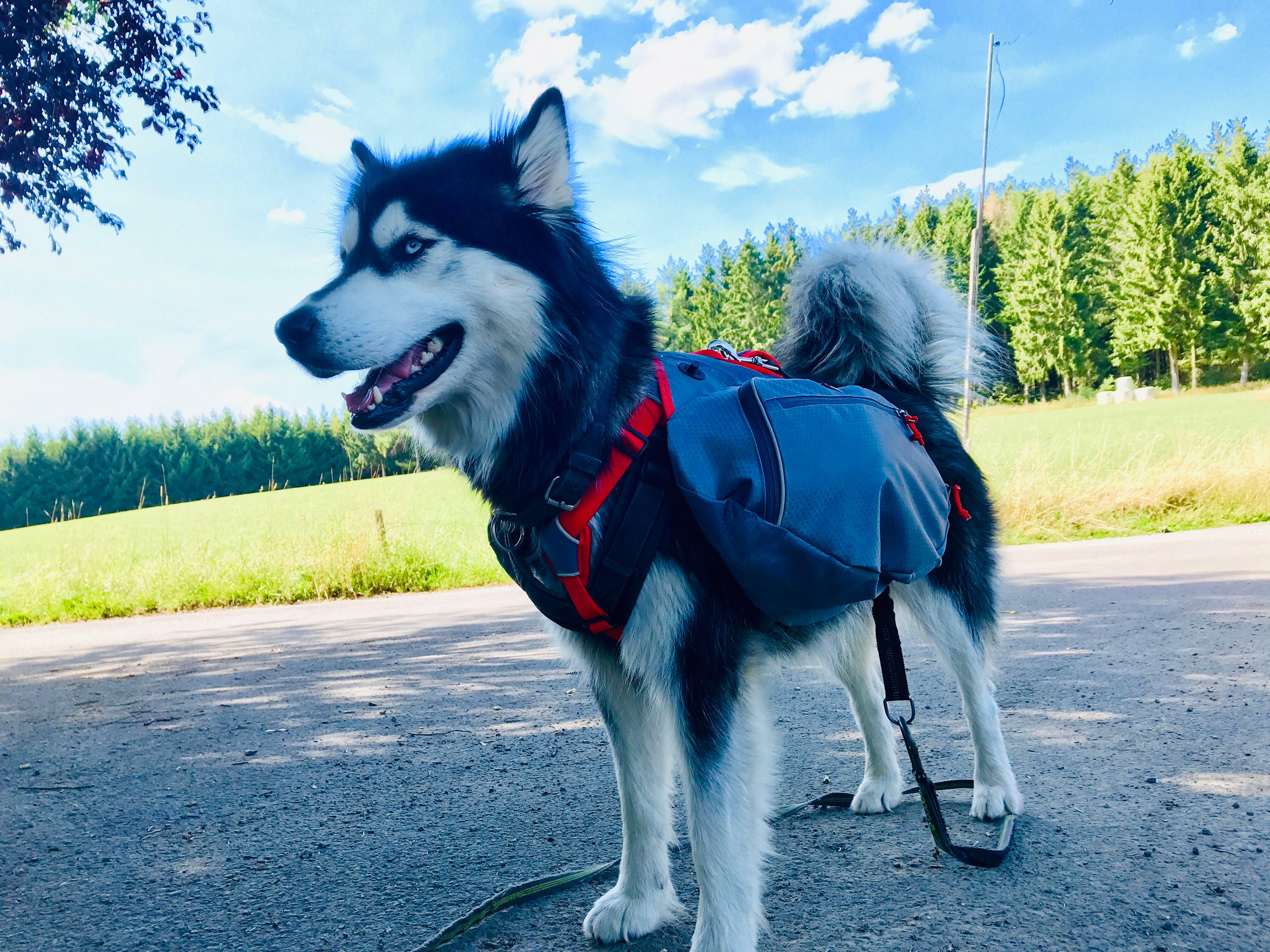 iEnergy MAE Dog Backpack: 2-in-1 Harness and Removable Pack - Creative Pet Alliance (UK) Ltd.