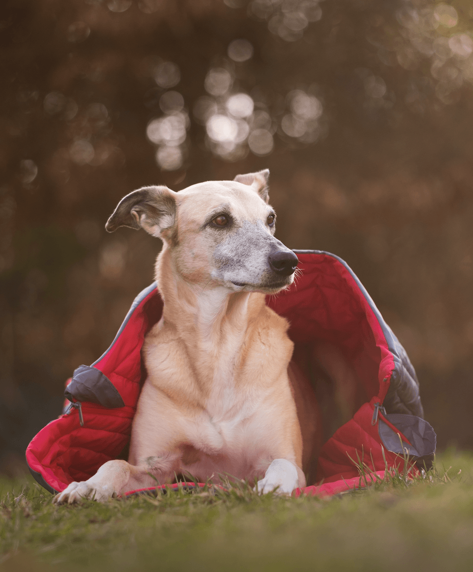 iEnergy JUL Dog Sleeping Bag - Creative Pet Alliance (UK) Ltd.