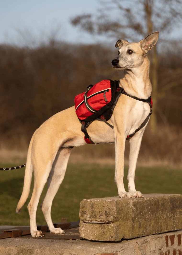 Pilus Dog Hoodie with Earholes - Red - 5 - 110 lbs | PupRWear Dog Boutique