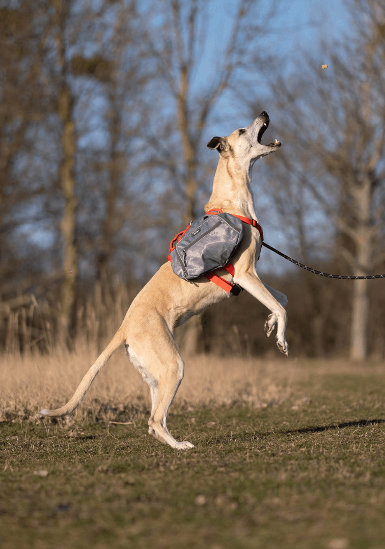 iEnergy MAE Dog Backpack: 2-in-1 Harness and Removable Pack - Creative Pet Alliance (UK) Ltd.