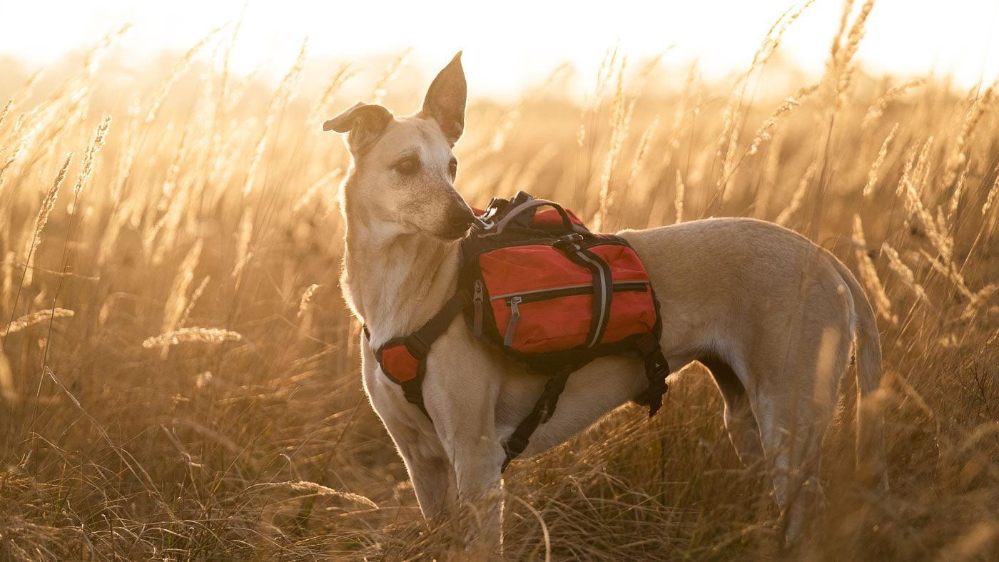 iEnergy MAL Dog Backpack - Creative Pet Alliance (UK) Ltd.