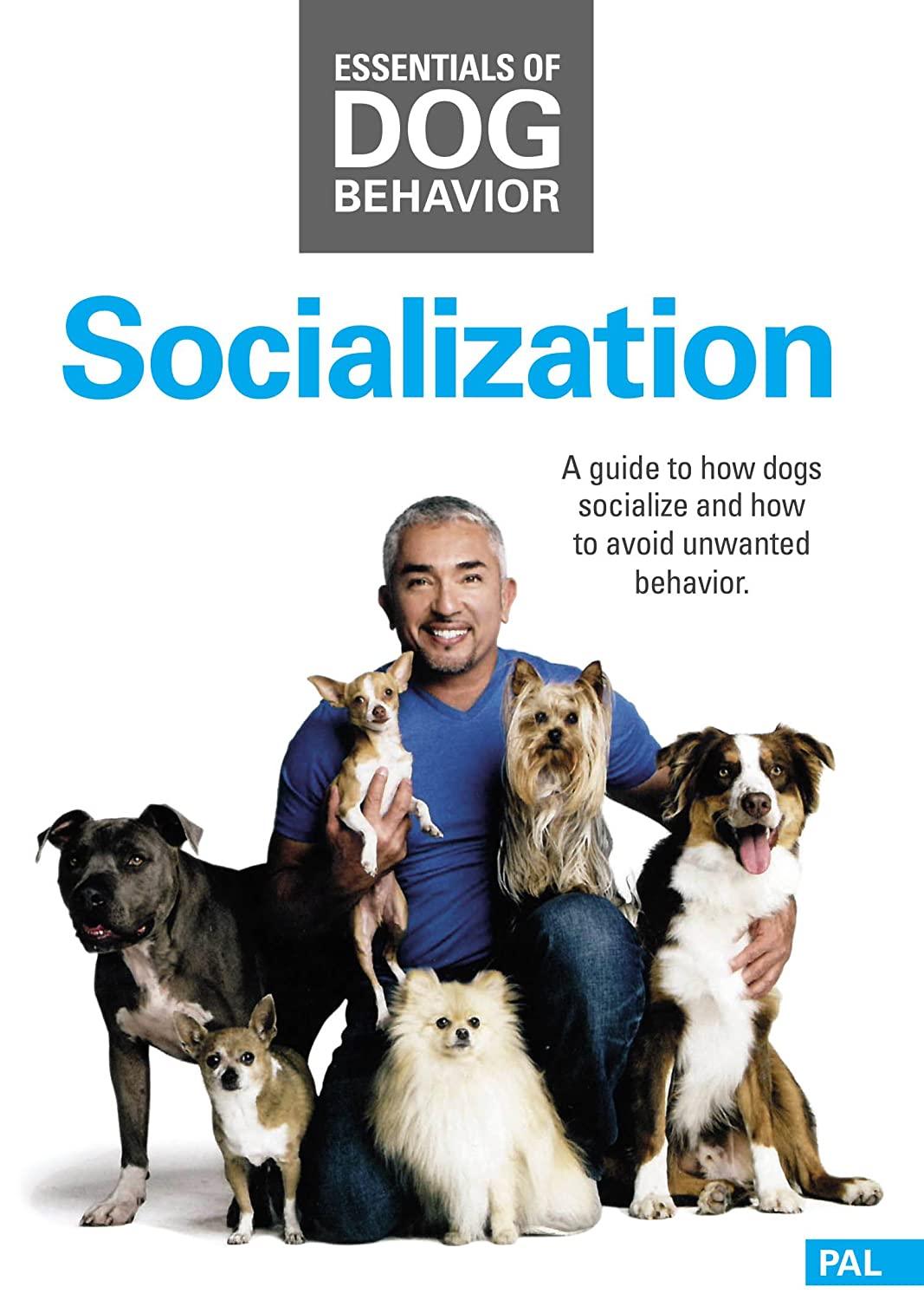 Cesar Millan Socialization™ DVD - Creative Pet Alliance (UK) Ltd.
