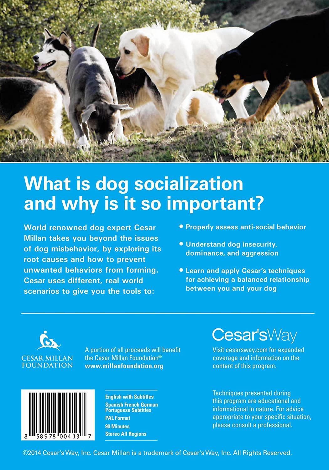 Cesar Millan Socialization™ DVD - Creative Pet Alliance (UK) Ltd.