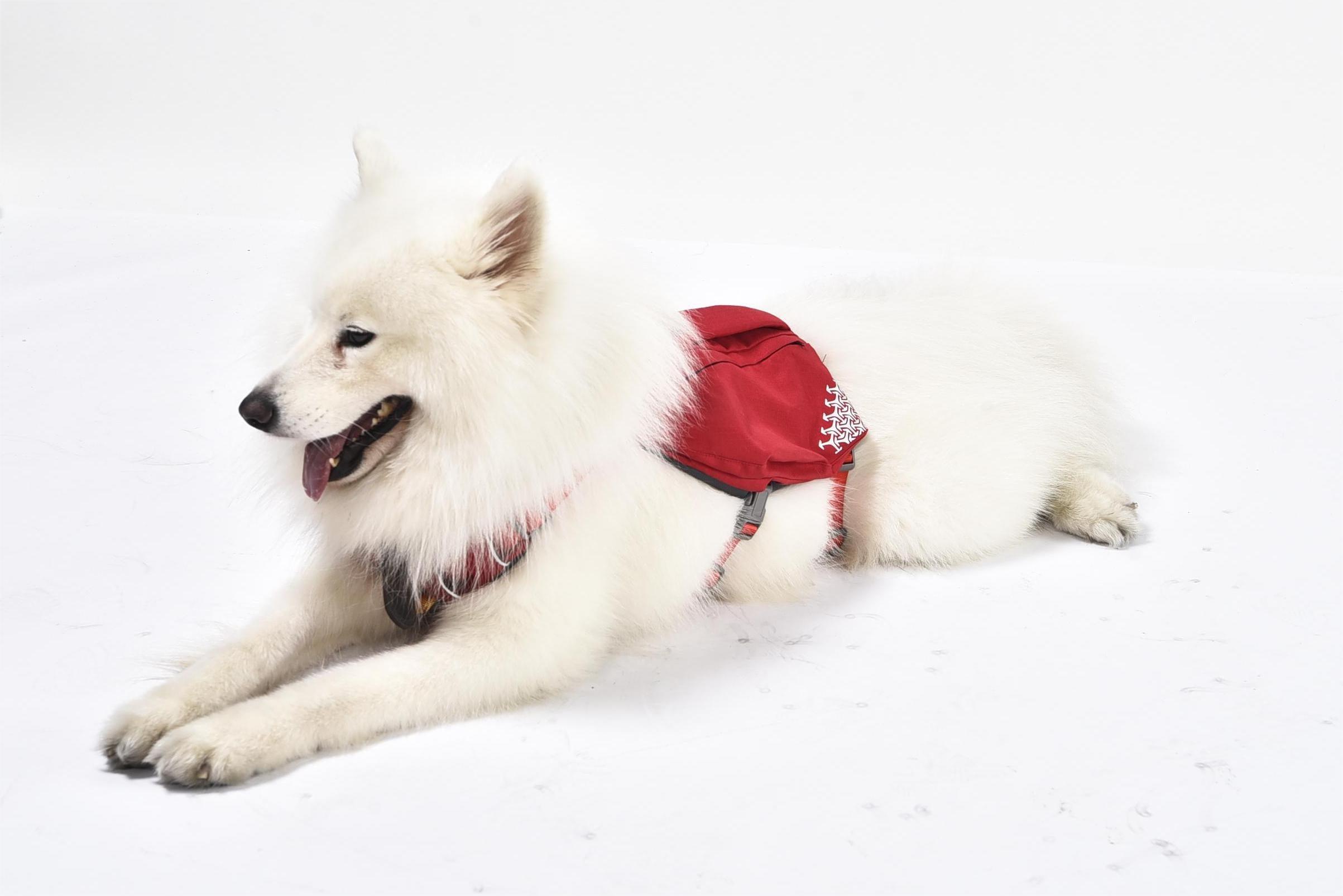 iEnergy™ MIC Dog Harness - Creative Pet Alliance (UK) Ltd.