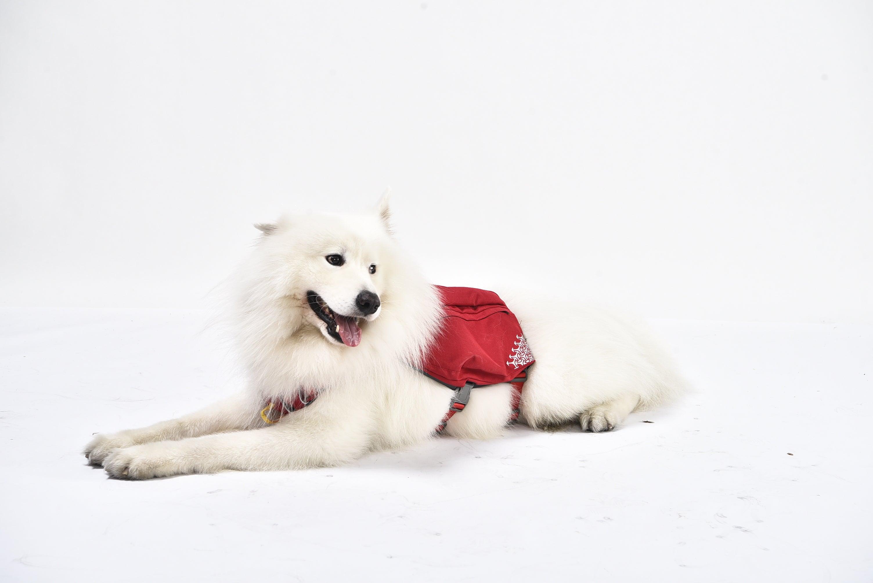 iEnergy™ MIC Dog Harness - Creative Pet Alliance (UK) Ltd.