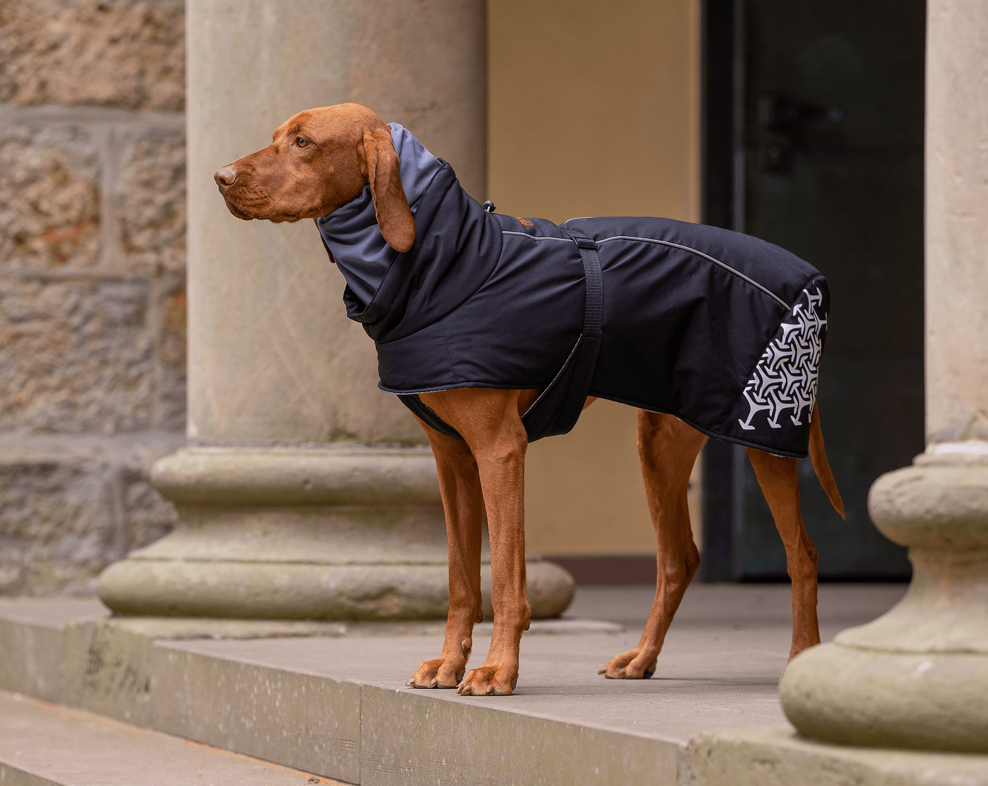 iEnergy JUD Winter Jacket - Creative Pet Alliance (UK) Ltd.