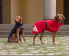 iEnergy LUN Water-Resistant Jacket - Creative Pet Alliance (UK) Ltd.