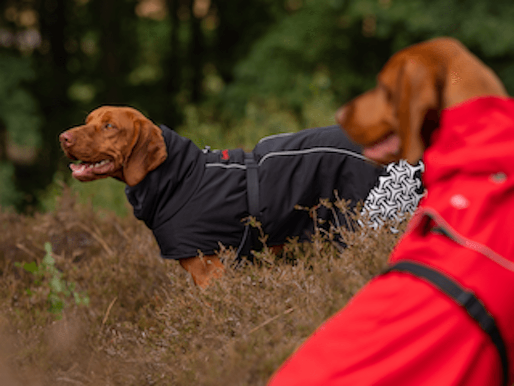 iEnergy LUN Water-Resistant Jacket - Creative Pet Alliance (UK) Ltd.