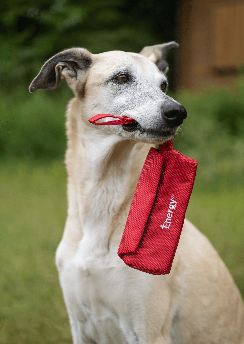 iEnergy BET Dummy Bag - Creative Pet Alliance (UK) Ltd.