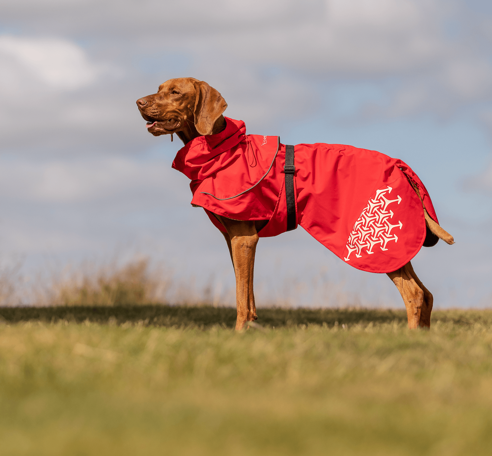 iEnergy LUN Water-Resistant Jacket - Creative Pet Alliance (UK) Ltd.
