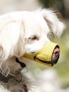 Cesar Millan™ Funny Muzzle - Creative Pet Alliance (UK) Ltd.