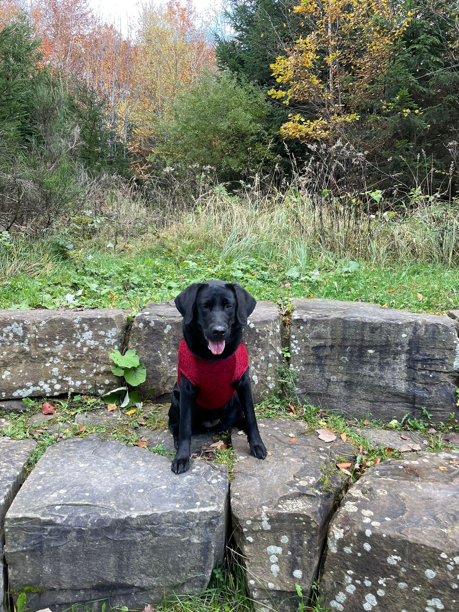 Dog Fleece Coat