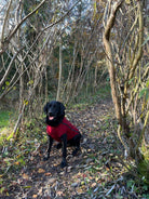 Dog Fleece