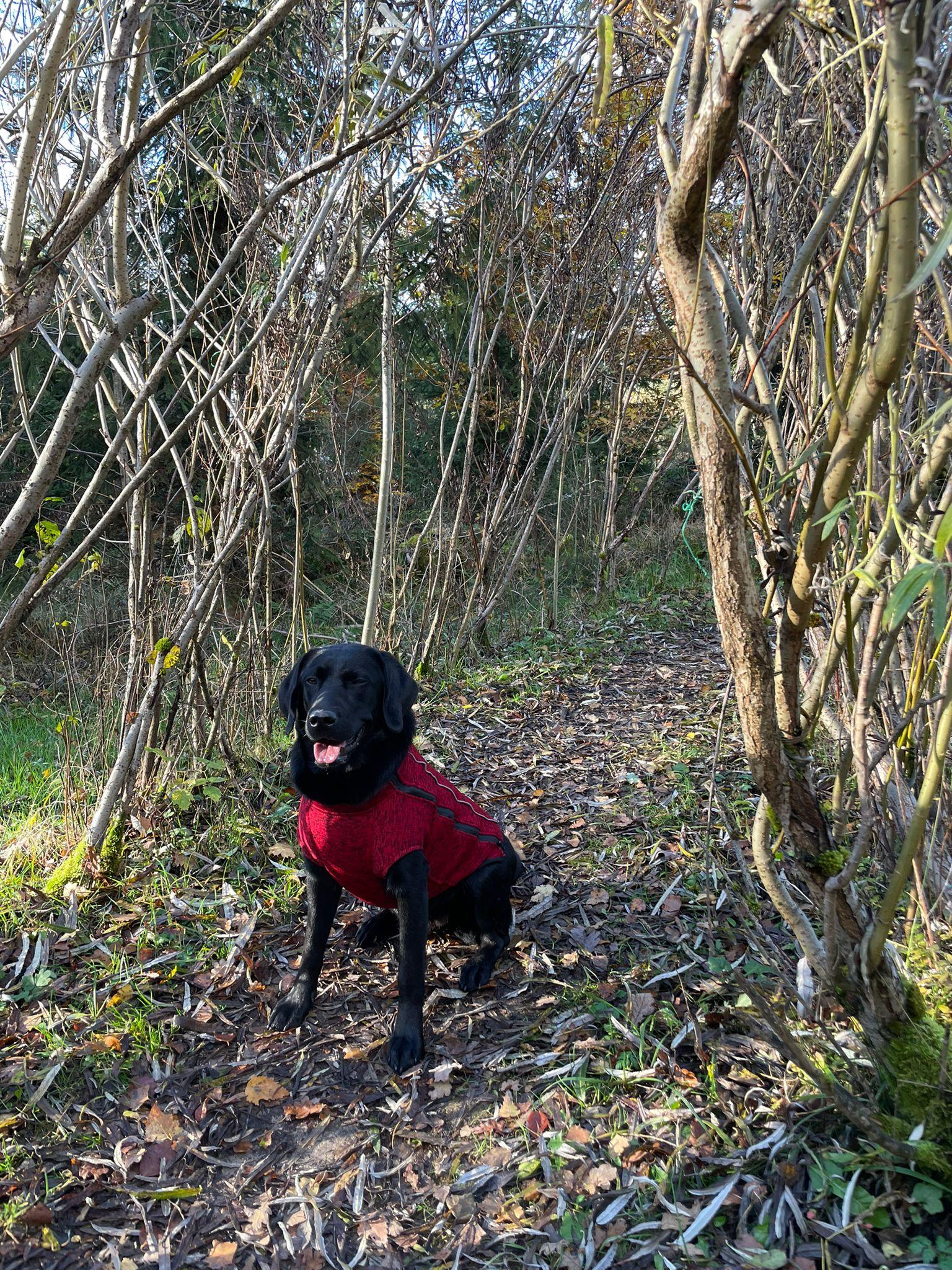 Dog Fleece