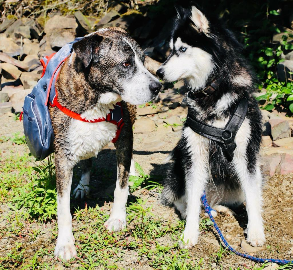 iEnergy MAE Dog Backpack: 2-in-1 Harness and Removable Pack - Creative Pet Alliance (UK) Ltd.