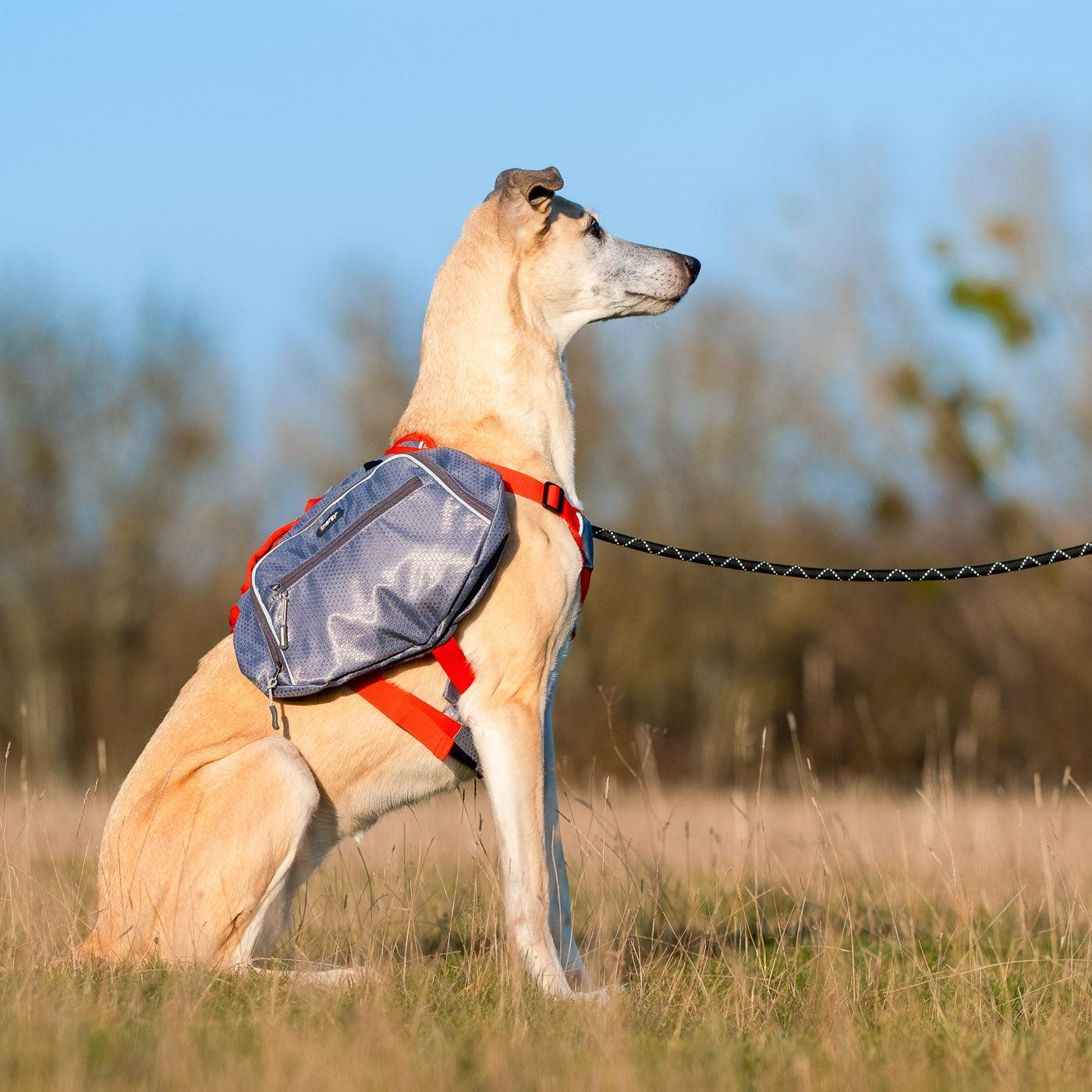 iEnergy MAE Dog Backpack: 2-in-1 Harness and Removable Pack - Creative Pet Alliance (UK) Ltd.