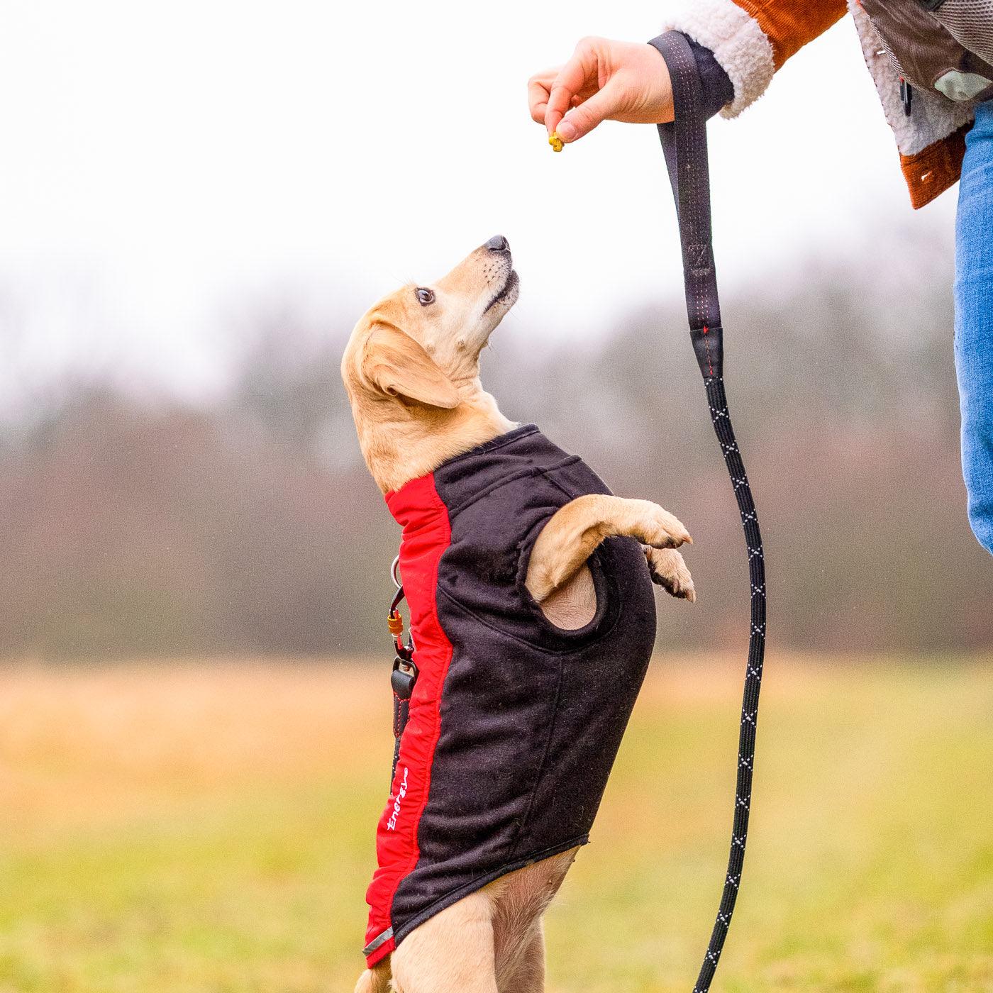 iEnergy™ GEM Sport Leash