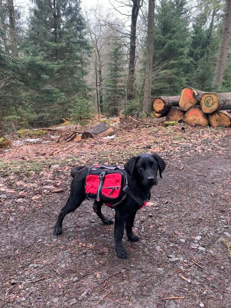 Luna the Labrador wearing the iEnergy MAL Dog Backpack