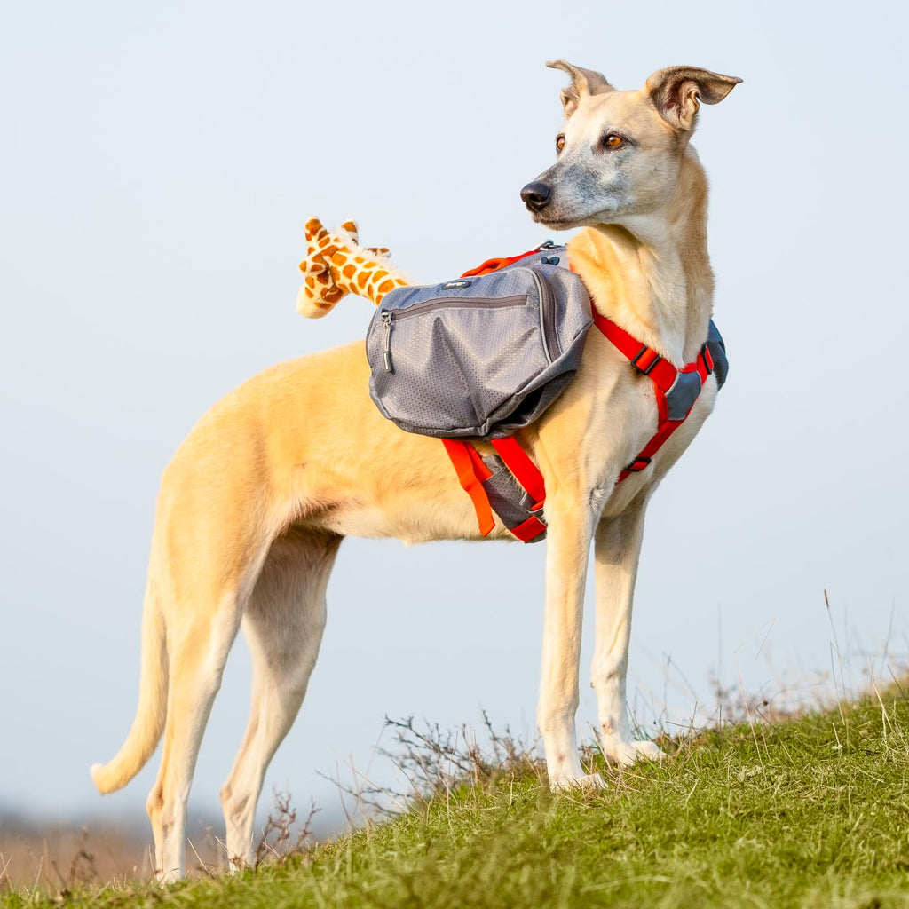 Dog Backpacks