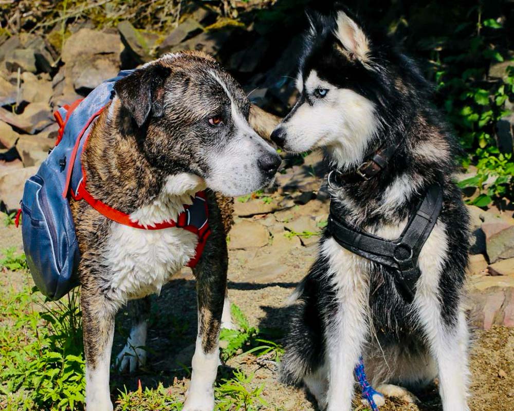 Weighted orders backpack for dogs