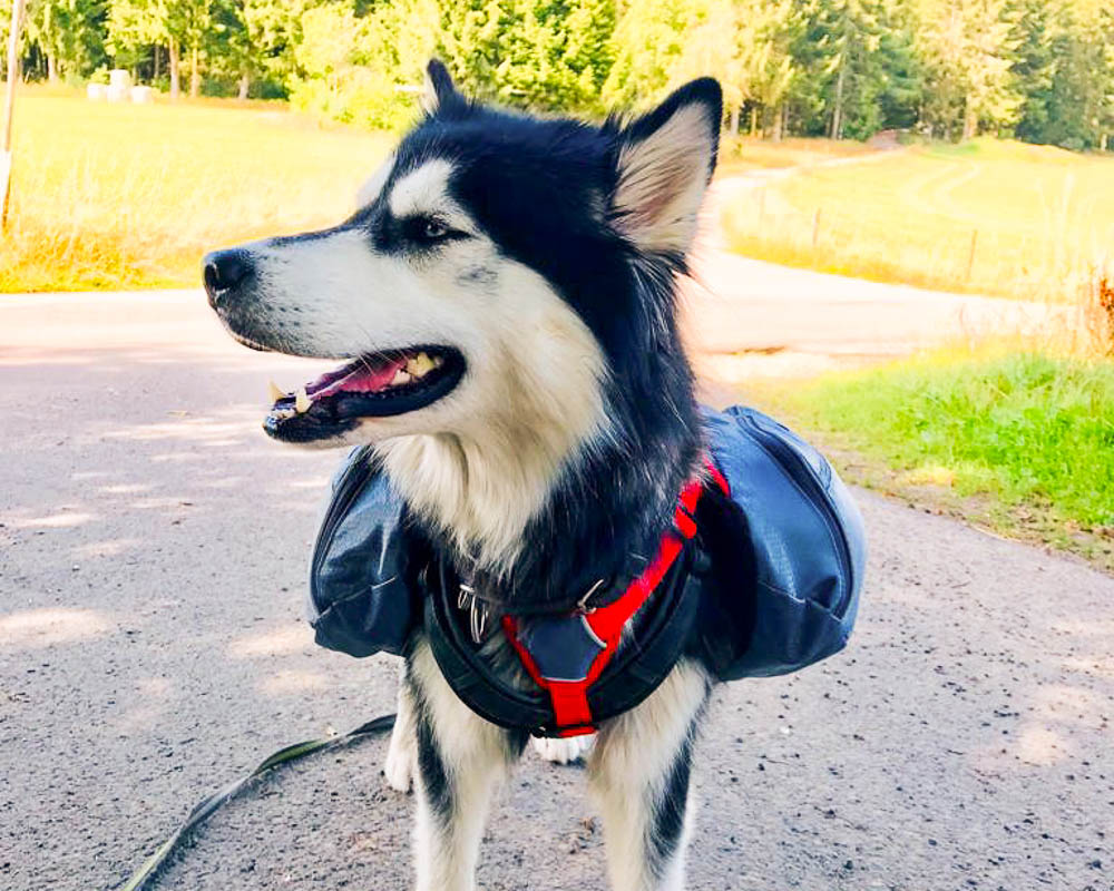 Cesar millan dog backpack best sale