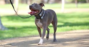 Cesar millan bark deals collar