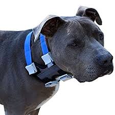 Cesar millan deals dog harness large