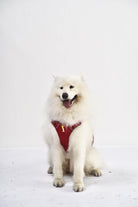 iEnergy™ MIC Dog Harness - Creative Pet Alliance (UK) Ltd.