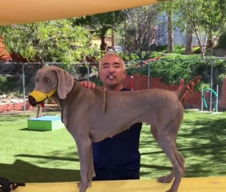 Cesar millan dog shop muzzle